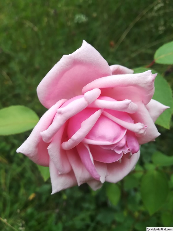 'Rhodologue Jules Gravereaux' rose photo