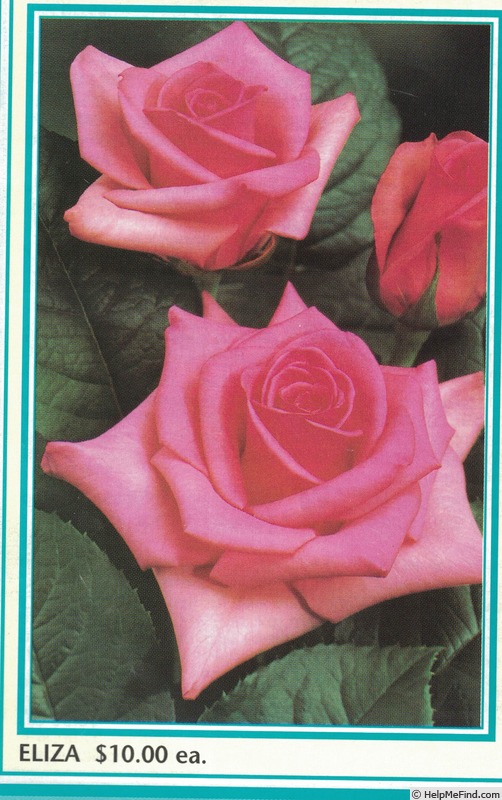 'Eliza ™ (hybrid tea, Kordes, 1995)' rose photo