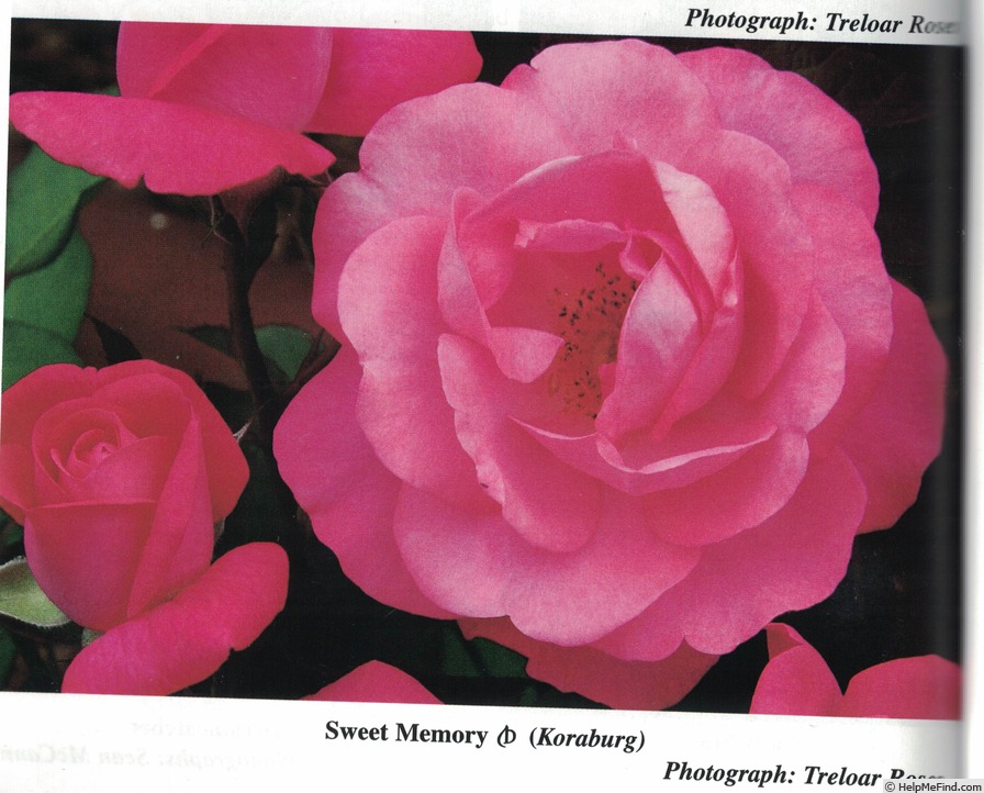 'Koraburg' rose photo
