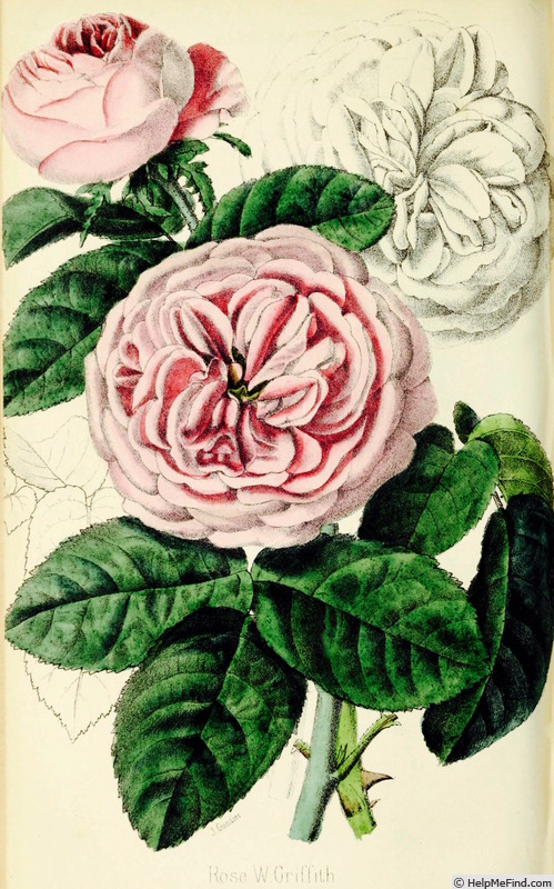 'William Griffith' rose photo