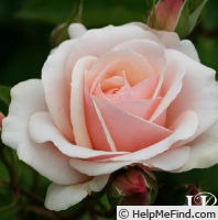 'Majestic (shrub, Clements before 2004)' rose photo