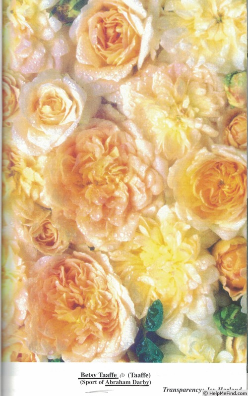 'Betsy Taaffe' rose photo