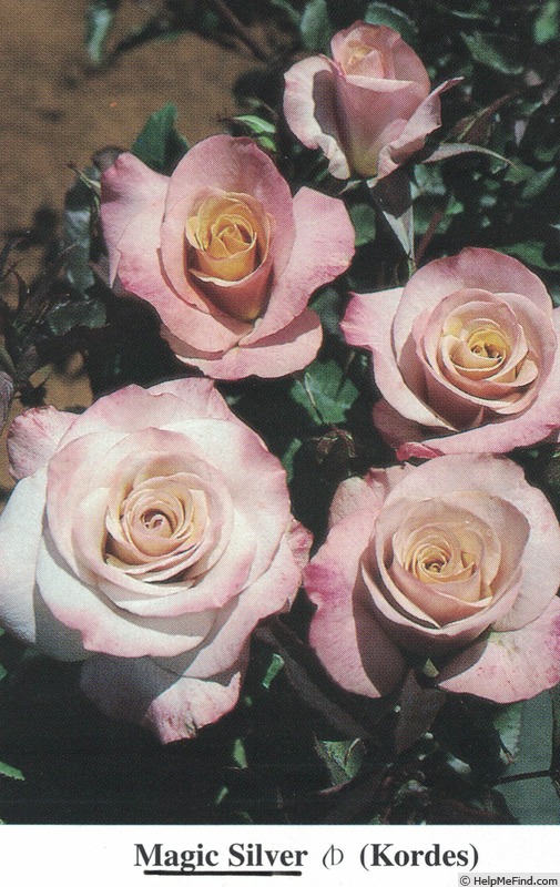 'Magic Silver' rose photo