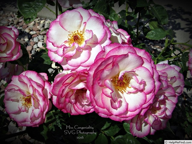 'Miss Congeniality' rose photo