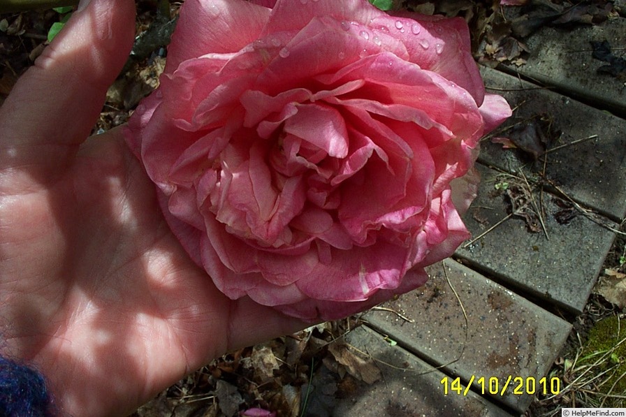 'Beauté Inconstante (tea, Pernet-Ducher, 1887)' rose photo