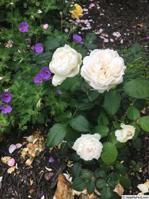 'Bolero ™ (floribunda, Mouchotte/Meilland, 2004)' rose photo