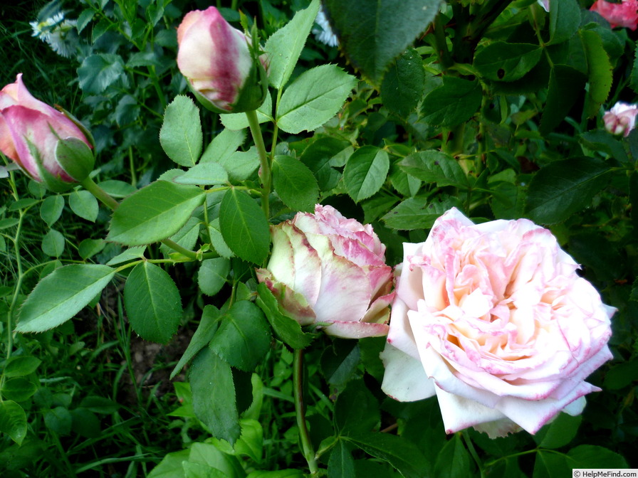 'Athena ® (hybrid tea, Kordes, 2002)' rose photo