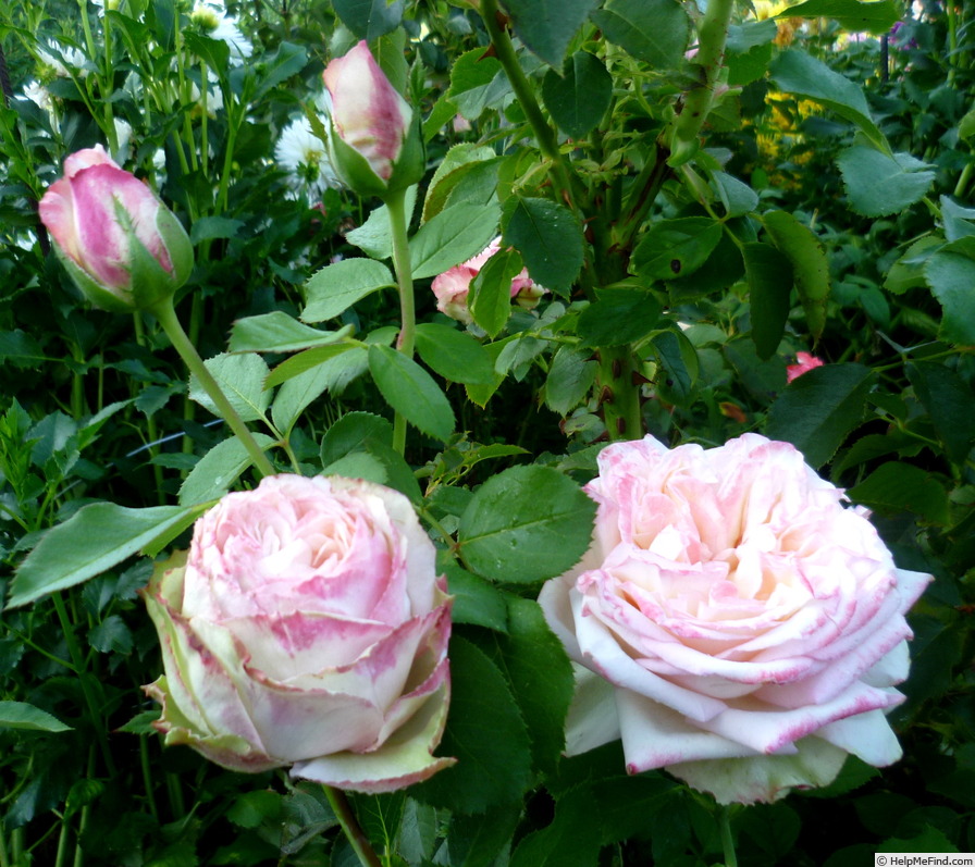 'Athena ® (hybrid tea, Kordes, 2002)' rose photo