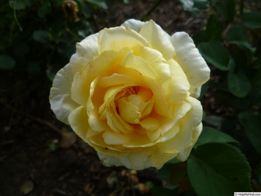 'Mary Berry Rose' rose photo