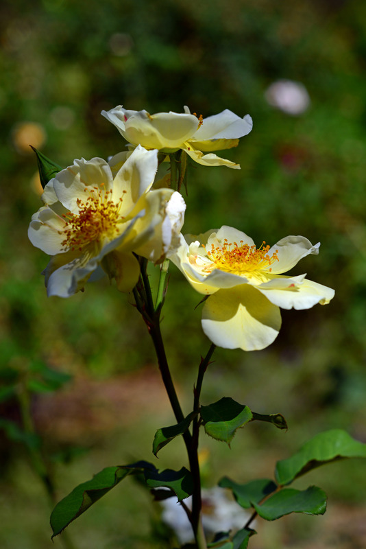 'Ivory Triumph' rose photo