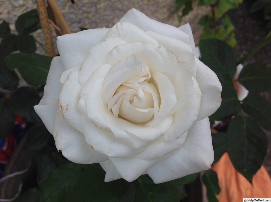 'Die Rose Ihrer Majestät ®' rose photo