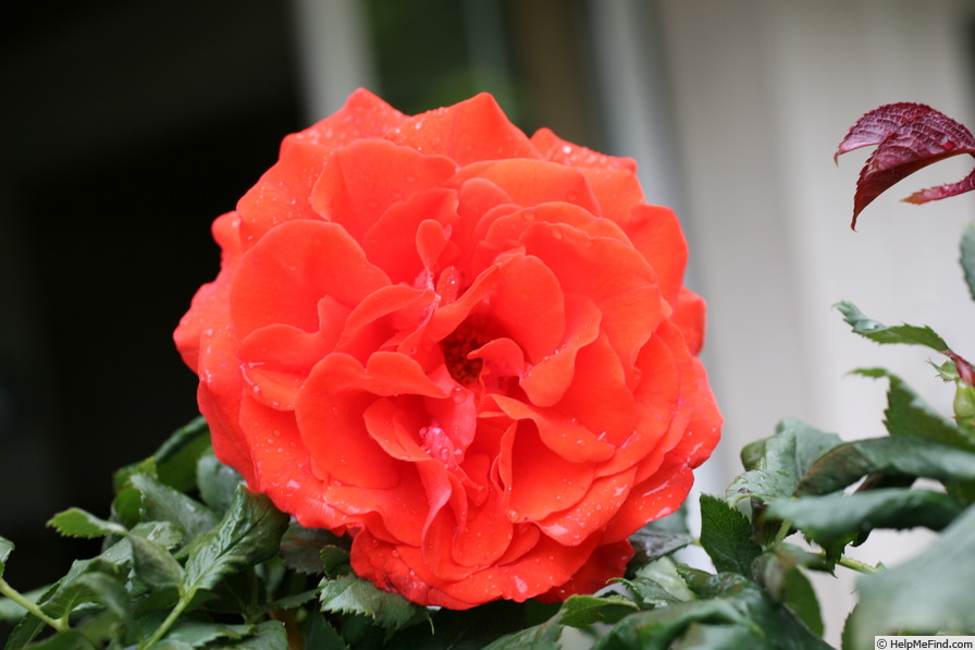 'Rosenkavalier (Floribunda. Huber, 1995)' rose photo