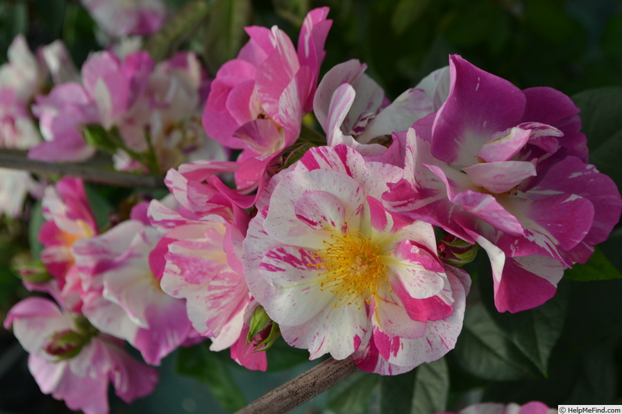'Malabarista ®' rose photo