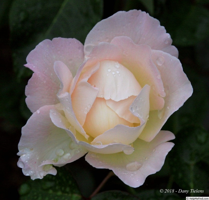 'Prince Alexandre' rose photo
