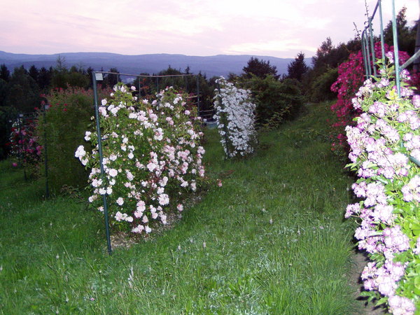 'Arboretum Borova hora - Rosarium'  photo