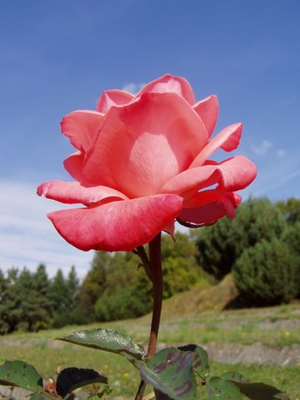 'Romantica' rose photo