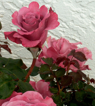 'Angel Face (Floribunda, Swim & Weeks, 1968)' rose photo