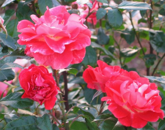 'Spirit of Tollcross' rose photo