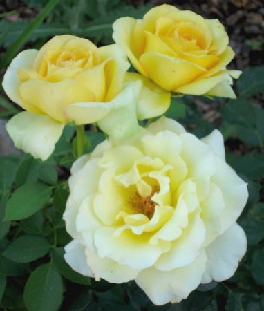 'Elina ®' rose photo