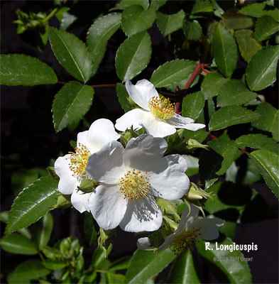 '<i>Rosa longicuspis</i> Bertoloni' rose photo