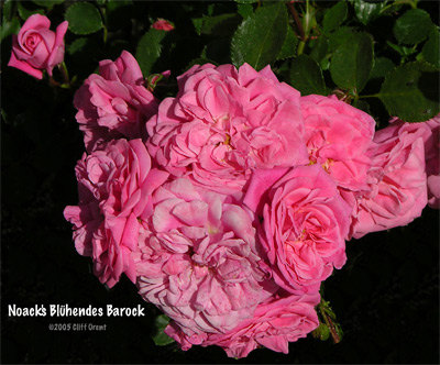 'Blühendes Barock' rose photo