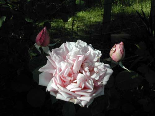 'Triomphe de Luxembourg' rose photo