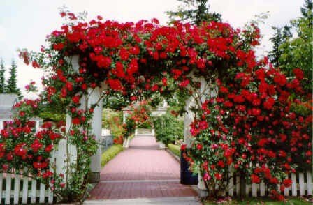 'Centennial Rose Garden'  photo