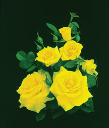 'John John ™' rose photo