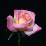 'Pretty Woman (miniature, Williams, 1991)' rose photo