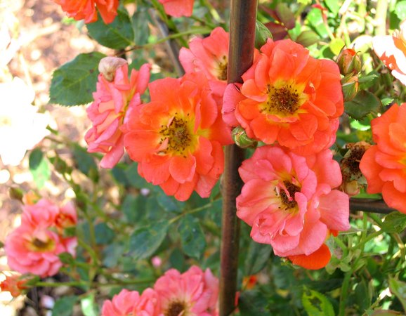 'Rosalie Coral' rose photo