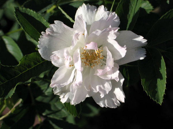 'Fimbriata (hybrid rugosa, Morlet, 1889)' rose photo