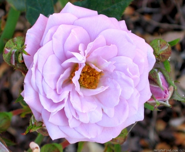 'Vi's Violet™' rose photo