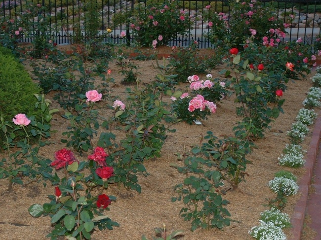 'Munsinger & Clemens Gardens-Virginia Clemens Rose Garden'  photo