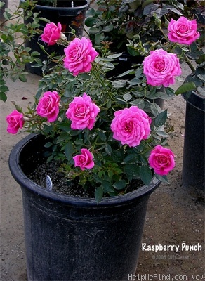 'Raspberry Punch ™' rose photo