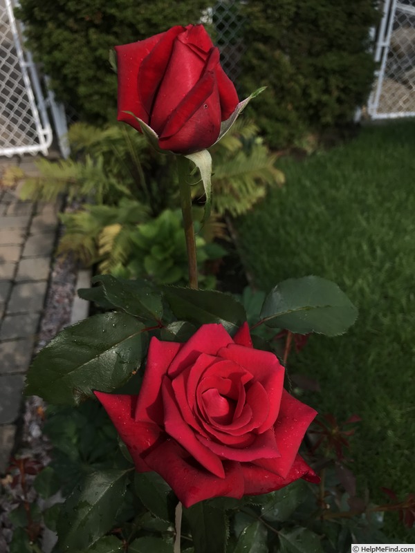 'Firefighter ®' rose photo