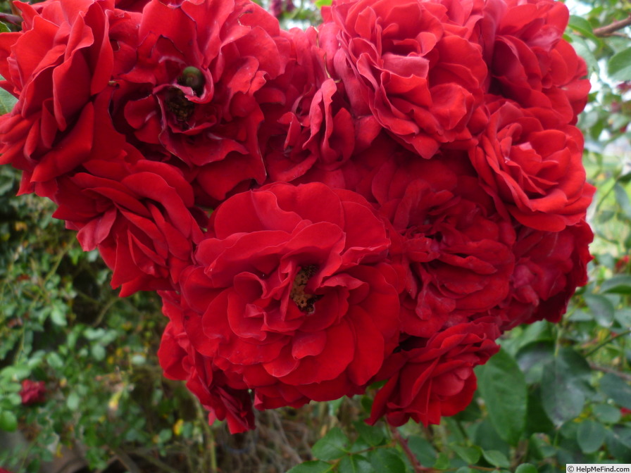 'Amadeus ™ (LCl, Kordes, 2003)' rose photo