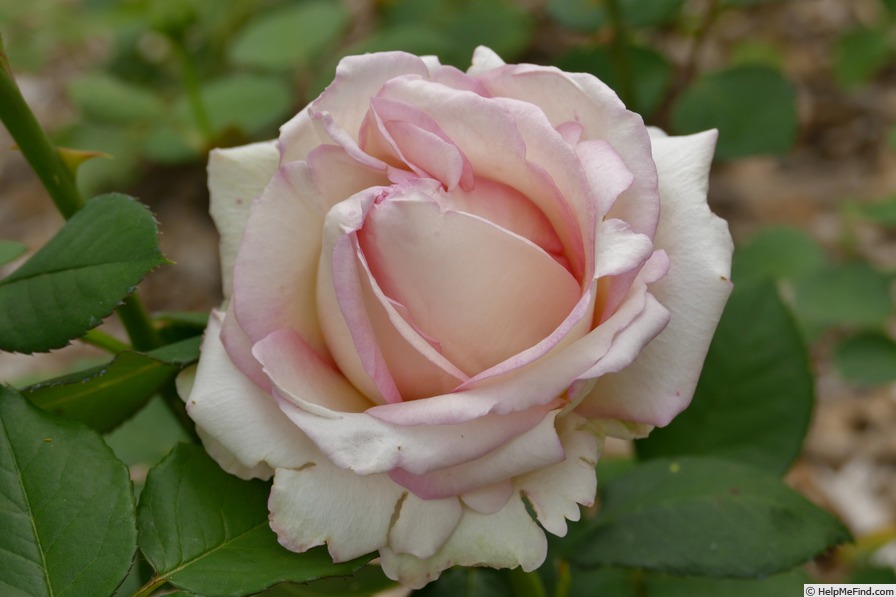'Boreale ®' rose photo