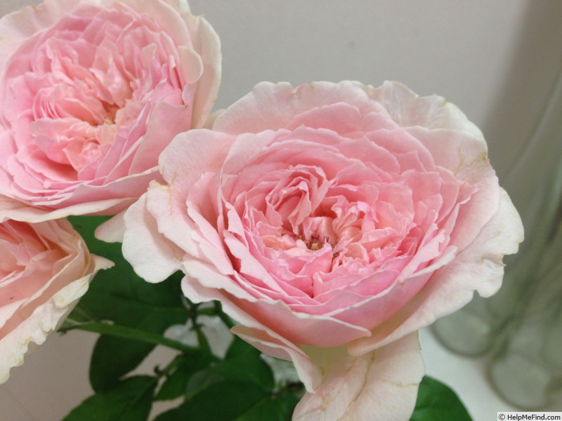 '旋律' rose photo