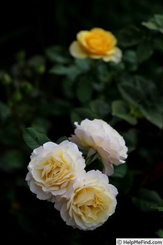 'Sunlit Yellow' rose photo