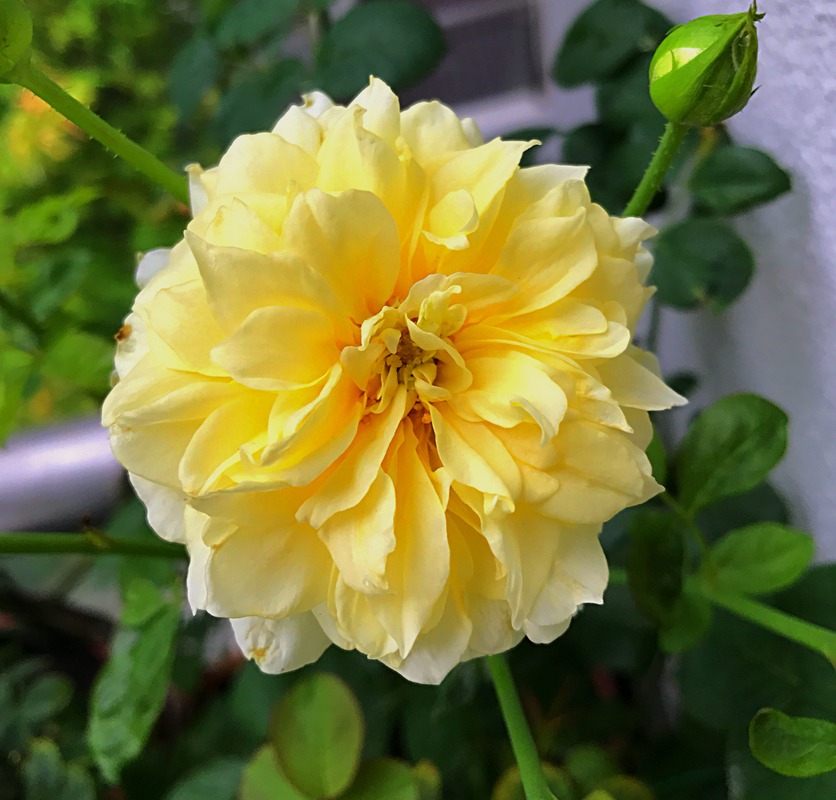 'Rikuhotaru' rose photo