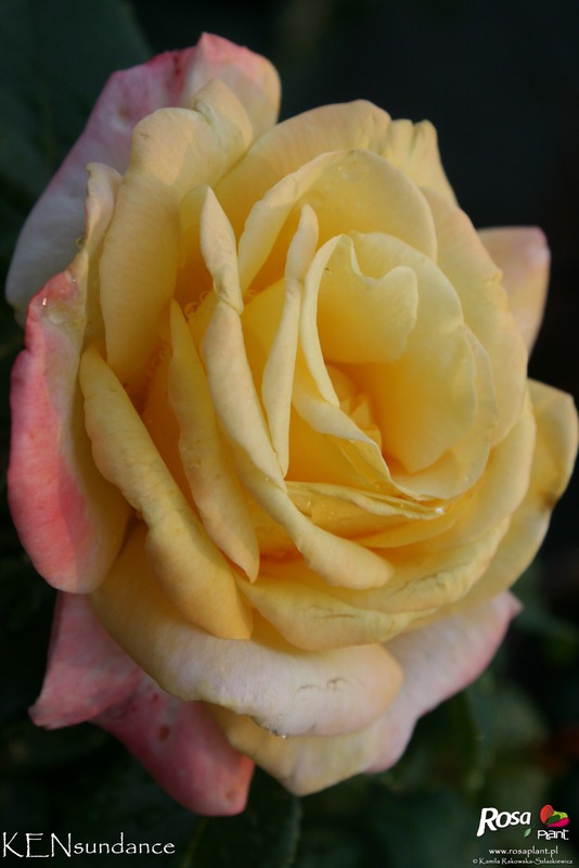'Julian Ursyn Niemcewicz' rose photo