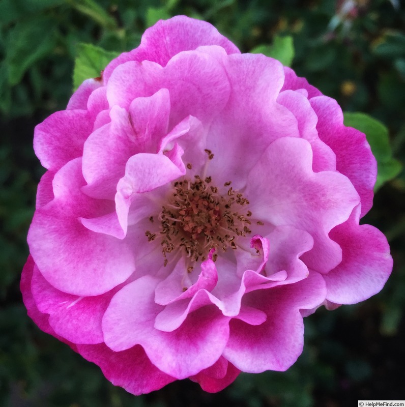 'Wild Blue Yonder ™' rose photo