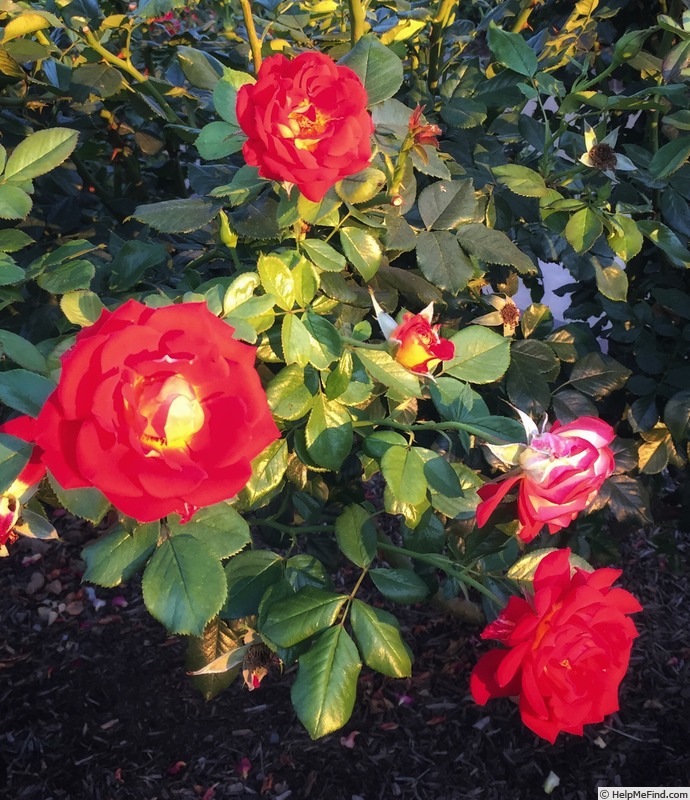 'Brothers Grimm Fairy Tale ™' rose photo