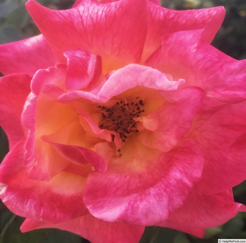 'Mardi Gras ™ (floribunda, Zary 2007)' rose photo