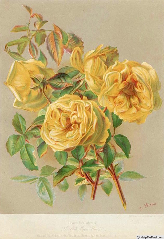 'Perle de Lyon' rose photo