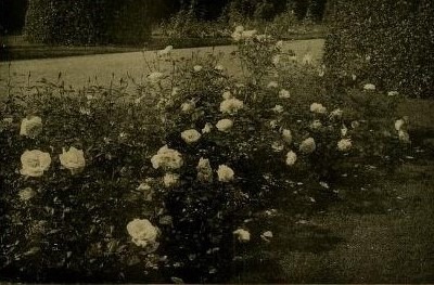 'G. Nabonnand (Tea, Nabonnand, 1888)' rose photo