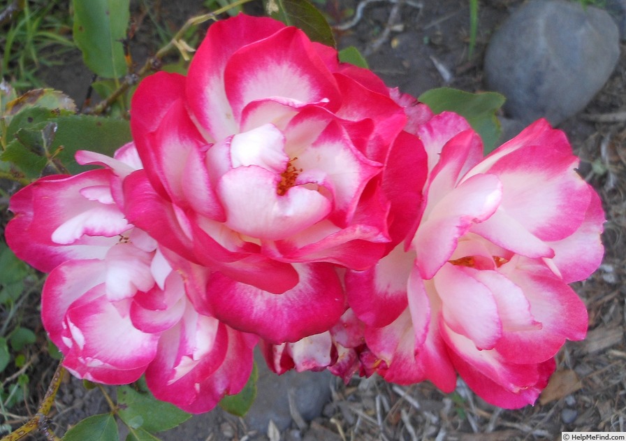 'Suni ®' rose photo