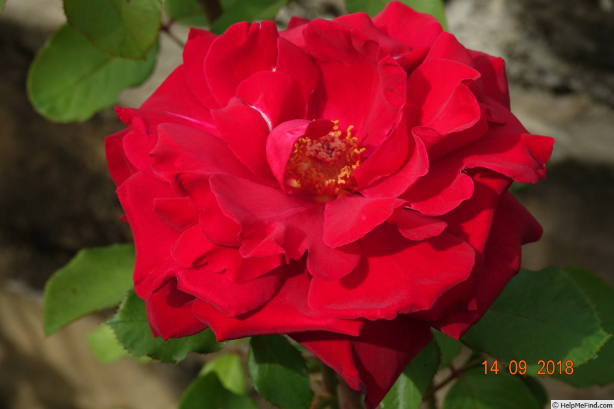 'Victor Hugo ® (hybrid tea, Meilland, 1985)' rose photo