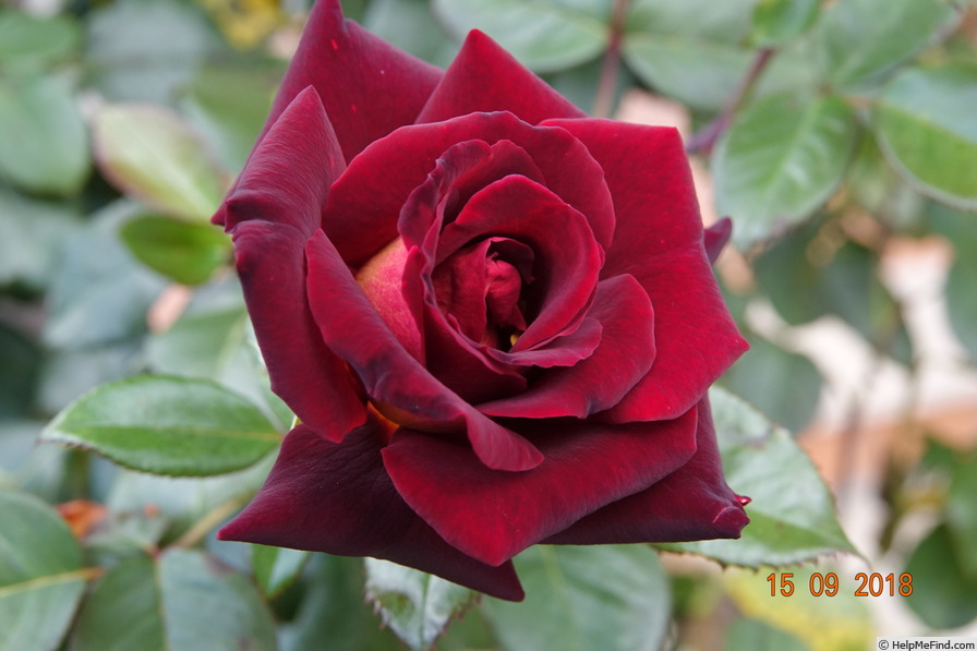 'Black Gold (hybrid tea, Meilland before 2008)' rose photo