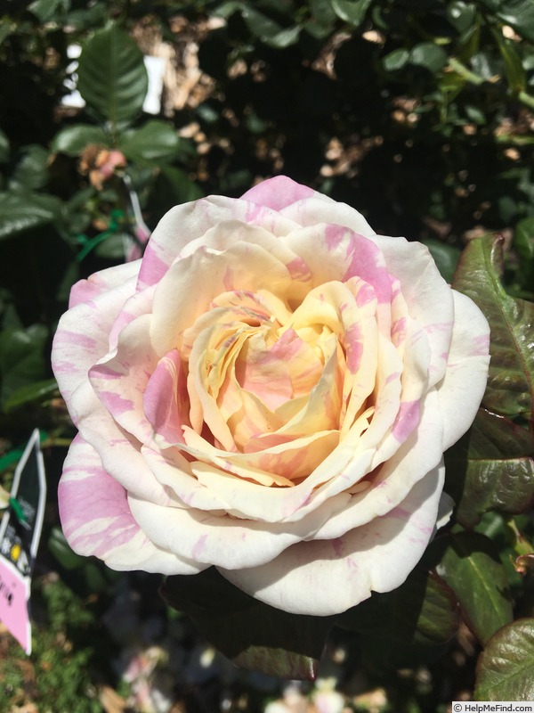 'Brindabella Pastel Tiger' rose photo